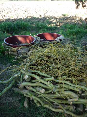 l''ero dianzi coi mastelli....